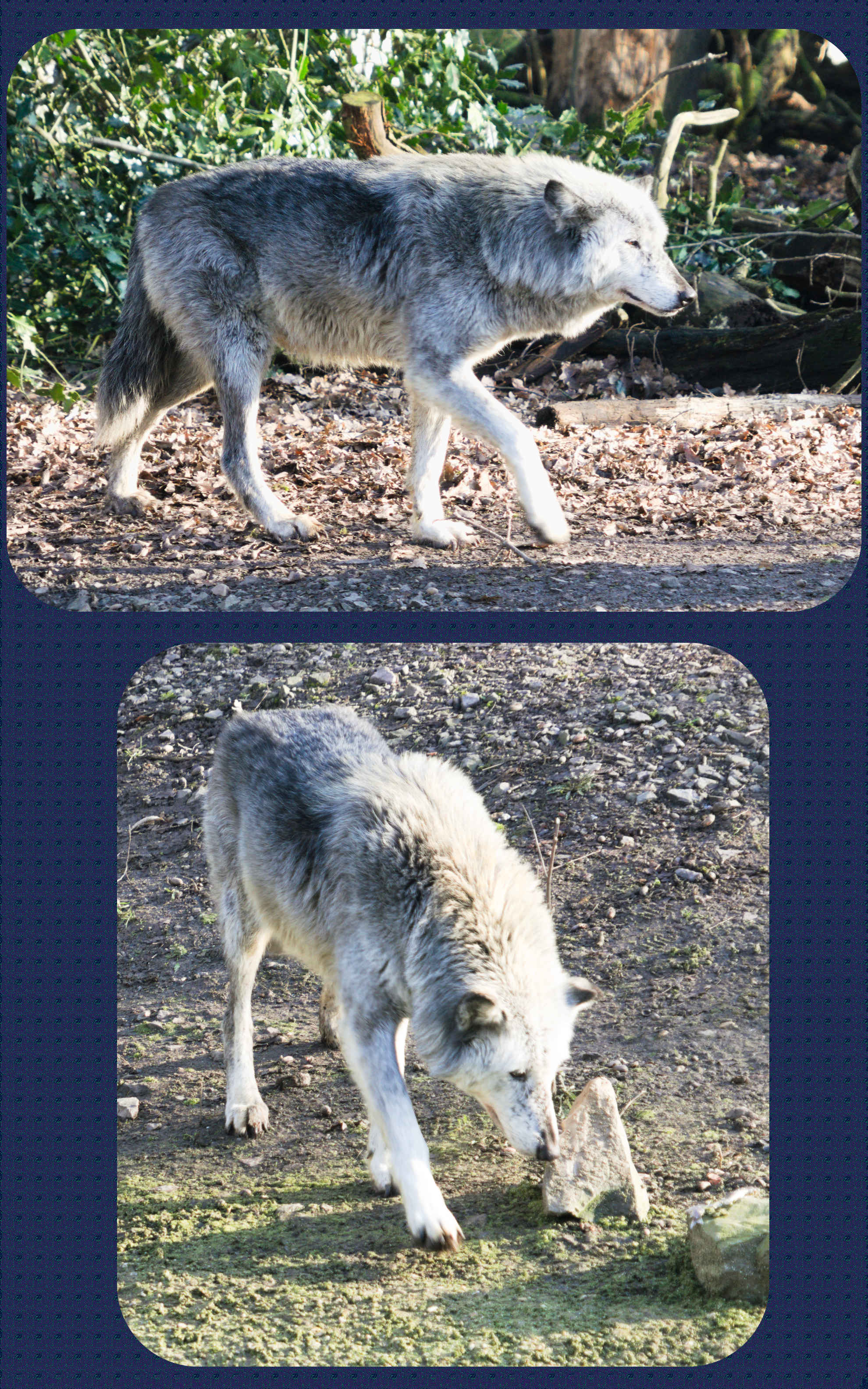 ZOOM Erlebniswelt der Wolf